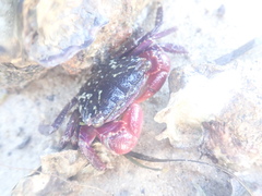 Metopograpsus frontalis