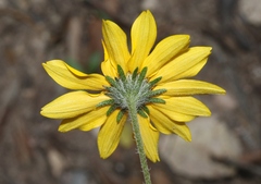 Heliopsis parvifolia