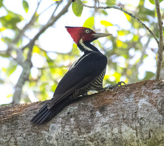 Campephilus guatemalensis