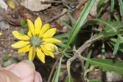 Heliopsis parvifolia