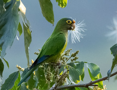 Eupsittula canicularis