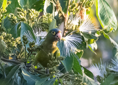 Eupsittula canicularis