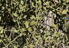 Phoradendron villosum