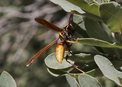 Polistes comanchus
