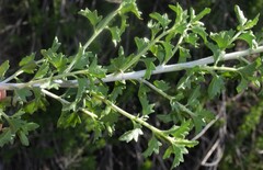 Brickellia laciniata