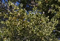 Phoradendron villosum
