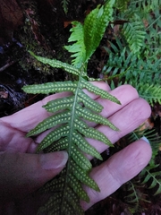 Polypodium