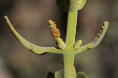 Phoradendron villosum