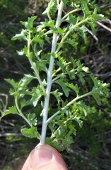 Brickellia laciniata