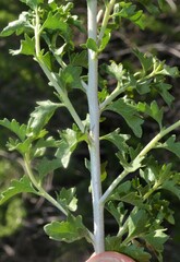 Brickellia laciniata