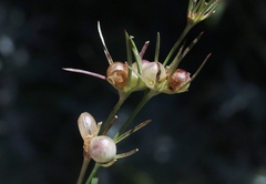 Menodora longiflora
