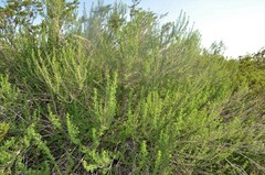 Brickellia laciniata