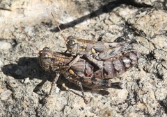 Agroecotettix modestus