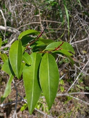 Ouratea cardiosperma