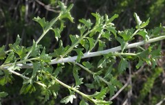 Brickellia laciniata