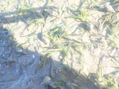 Zostera