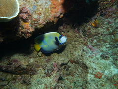 Pomacanthus imperator