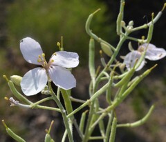 Nerisyrenia camporum