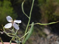 Nerisyrenia camporum