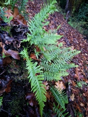 Polypodium