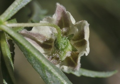 Chamaesaracha coronopus