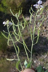 Nerisyrenia camporum