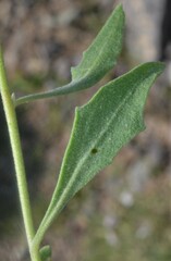 Nerisyrenia camporum