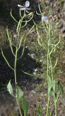 Nerisyrenia camporum