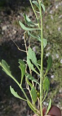 Nerisyrenia camporum