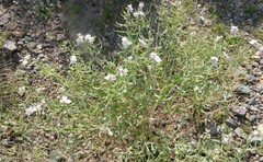 Nerisyrenia camporum