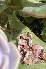 Theridiidae