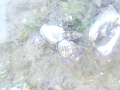 Batillaria australis