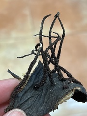 Xylaria ianthinovelutina