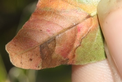 Stigmella prunifoliella