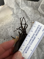 Xylaria ianthinovelutina