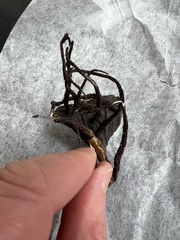 Xylaria ianthinovelutina
