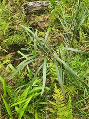 Acacia maidenii