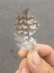 Parabuteo unicinctus