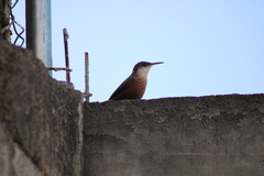 Catherpes mexicanus