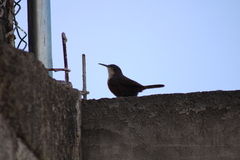 Catherpes mexicanus