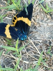 Milionia zonea pryeri