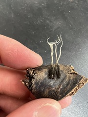 Xylaria ianthinovelutina