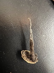 Xylaria ianthinovelutina