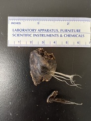 Xylaria ianthinovelutina