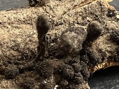 Xylaria curta