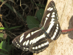 Limenitidinae