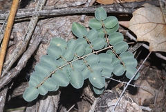 Pellaea intermedia