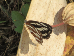 Limenitidinae