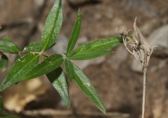 Bouvardia ternifolia