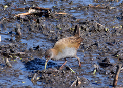 Pardirallus sanguinolentus